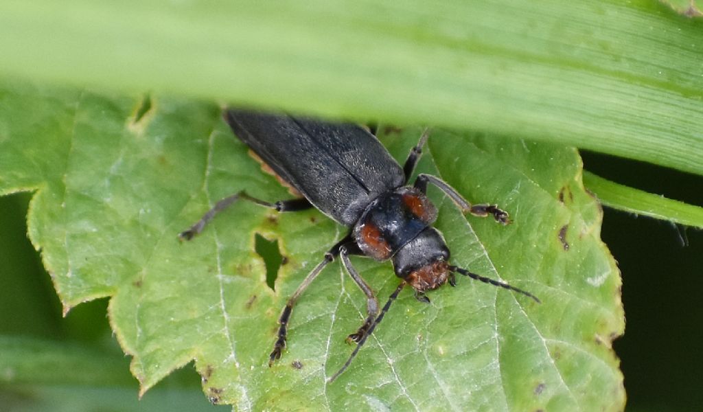 Cantharis obscura ?... Cantharis gr. obscura